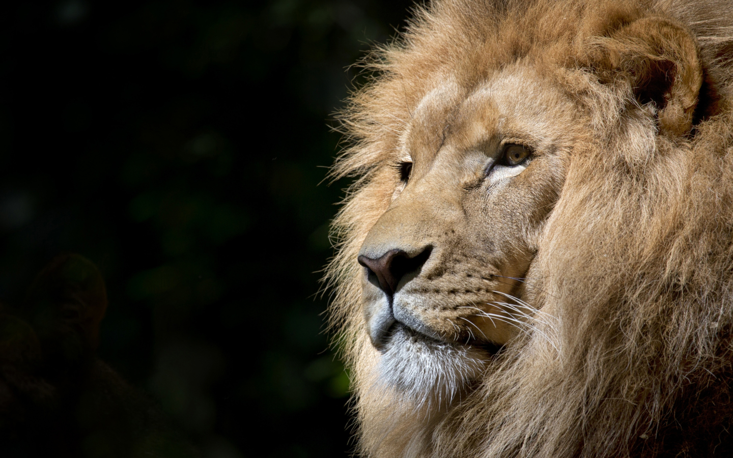 A male lion from the San Diego Zoo appears on the right looking to the left