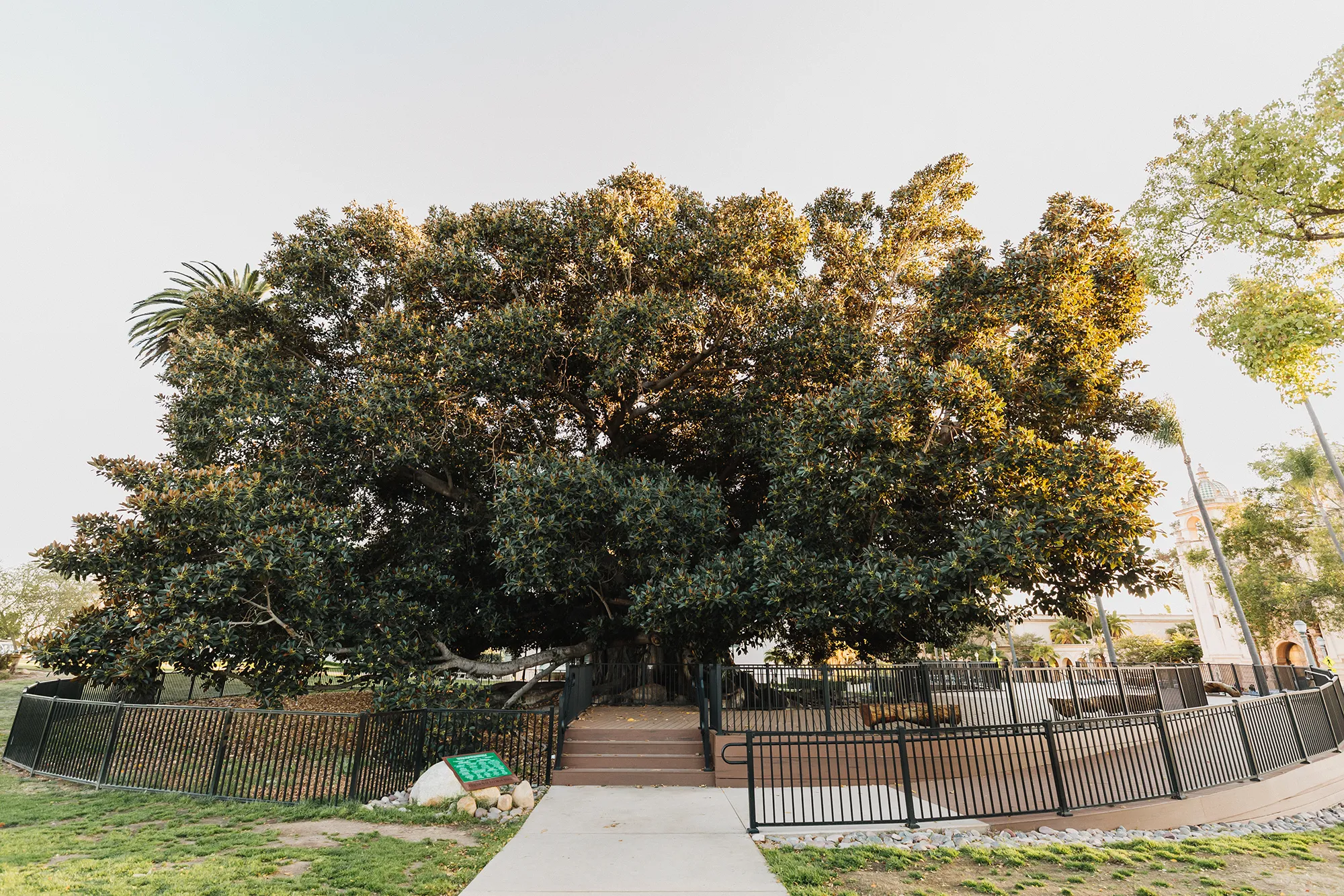 A fish eye lens view of the Moreton Bay Fig Tree and viewing platform in Balboa Park.