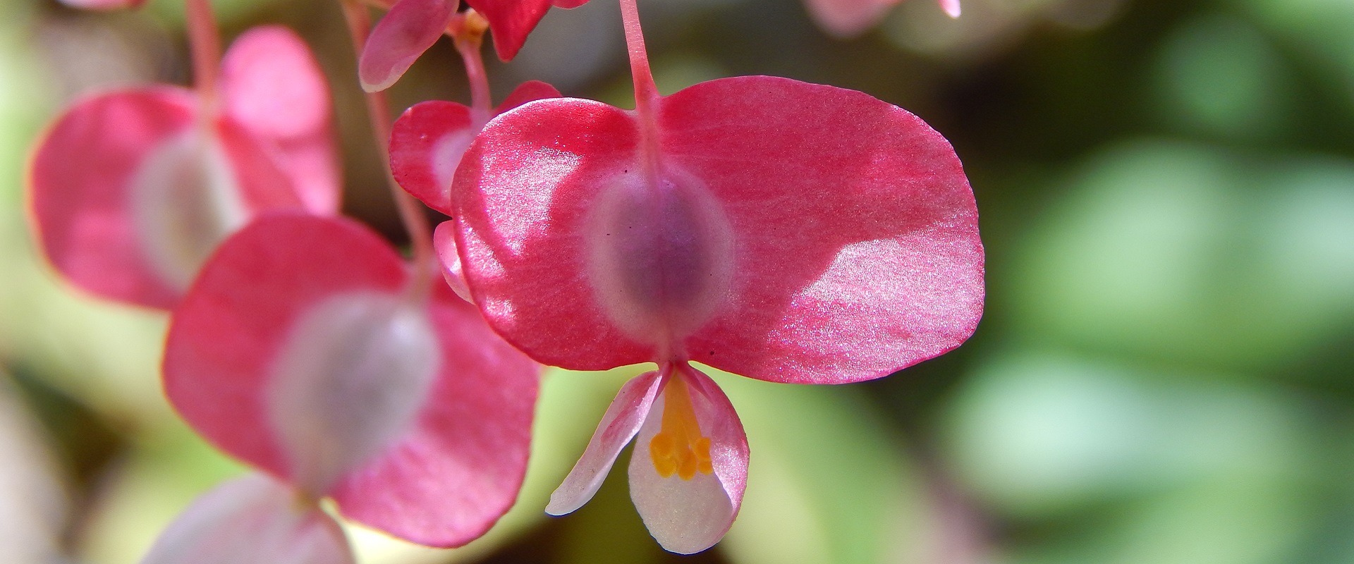 Close up of pink and white wax begonias.