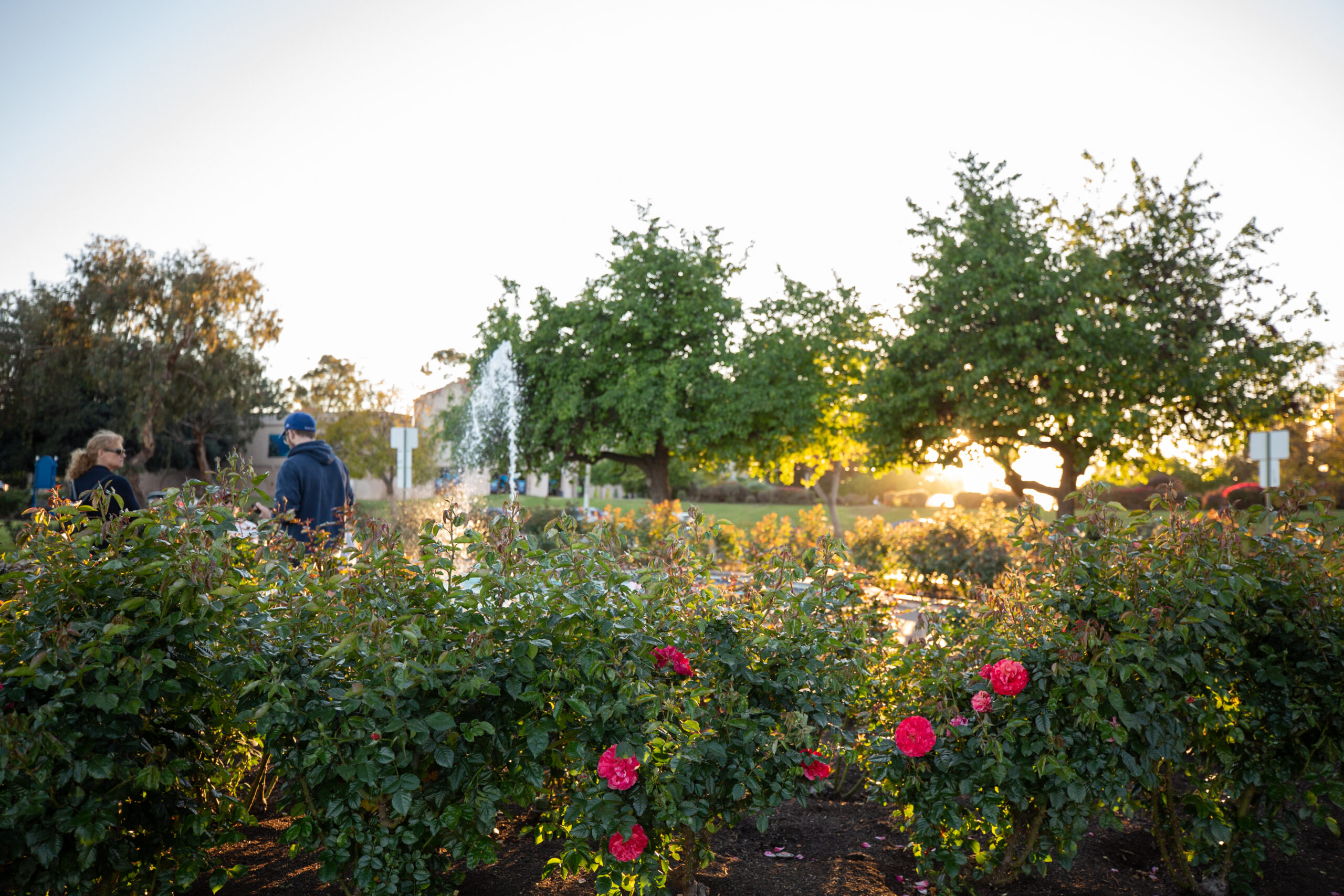 Several bushes with fully bloomed pink roses in front of a fountain in the Inez Grant Parker Memorial Rose Garden