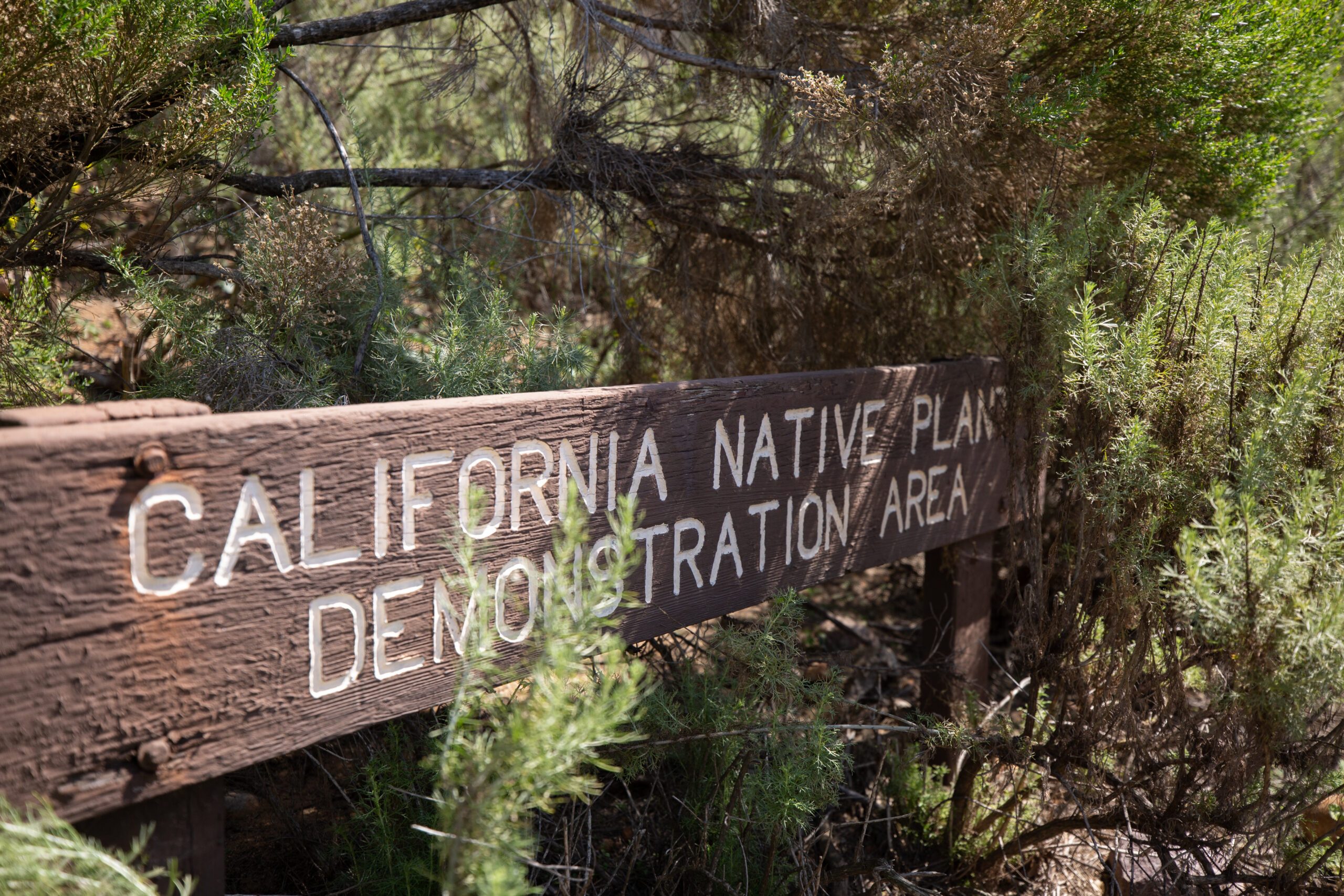 California Native Plant Demonstration Area sign amongst plants and brush.