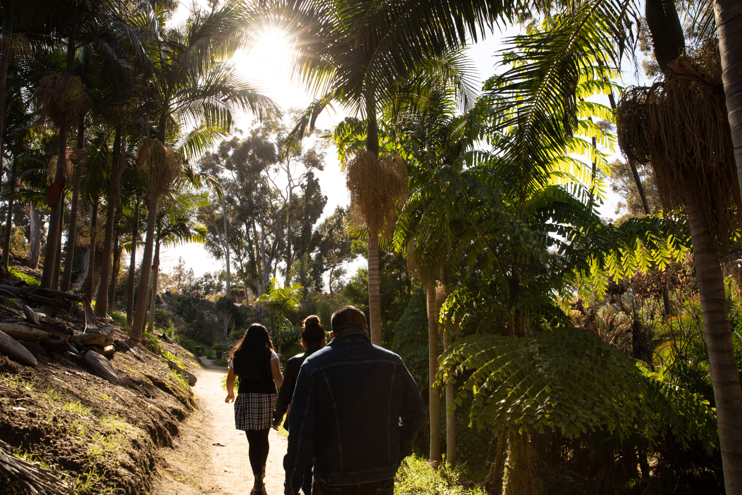 Three people walking up a dirt pathway surrounded by palm trees in Palm Canyon.