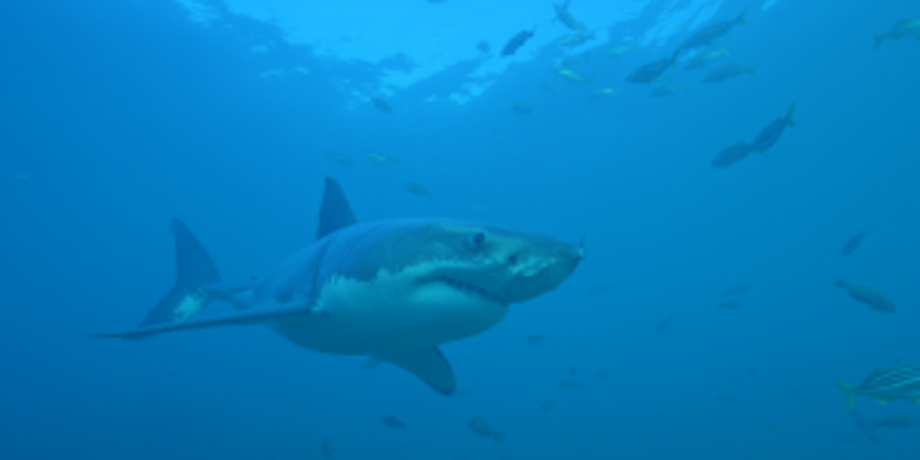 Shark underwater